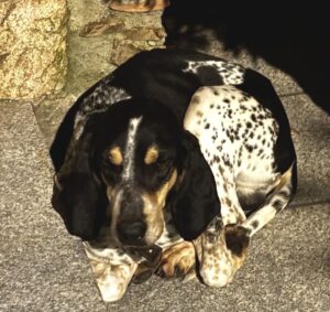 salvataggio cani smarriti in Sila