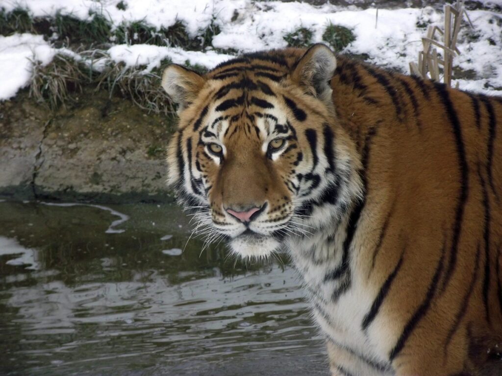 tigre di amur