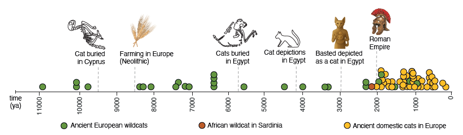 studio gatti tor vergata