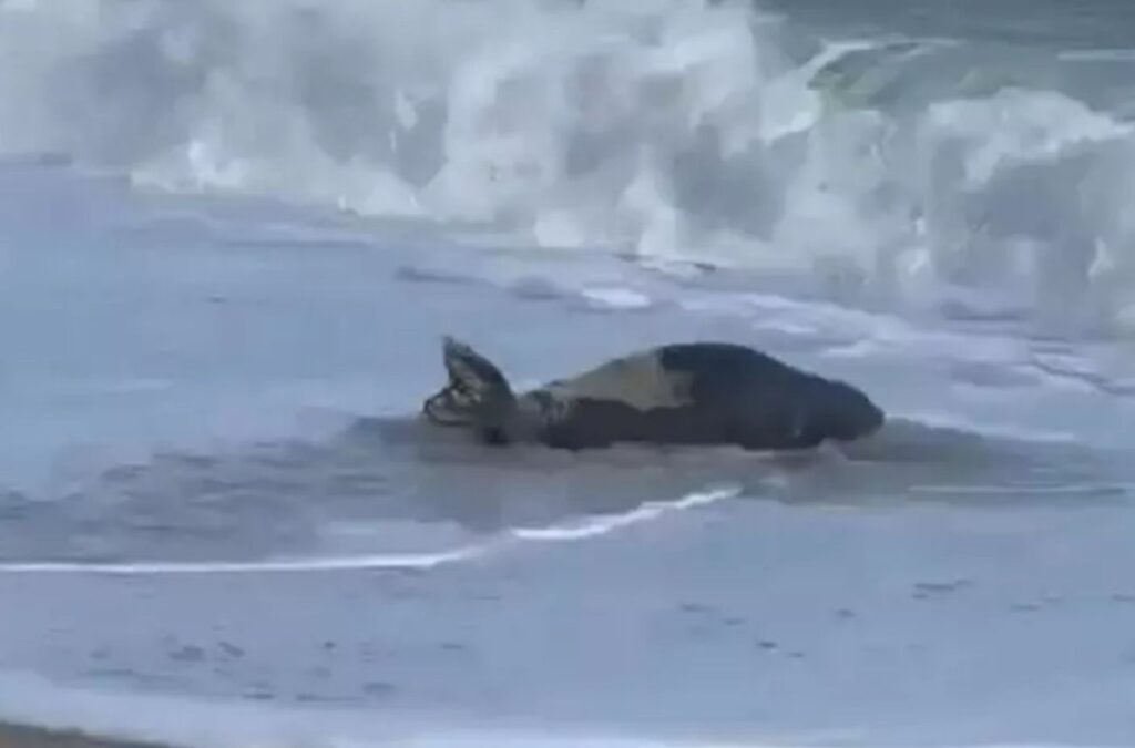 Foca monaca