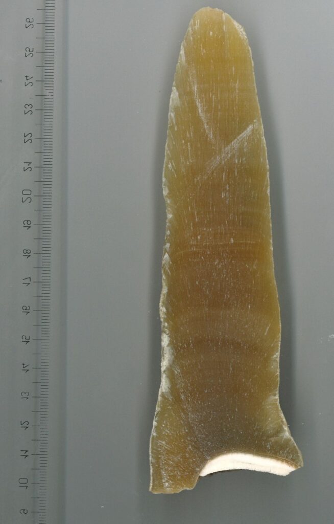 Mezzaluna Fertile
