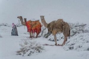 Neve deserto Arabia Saudita
