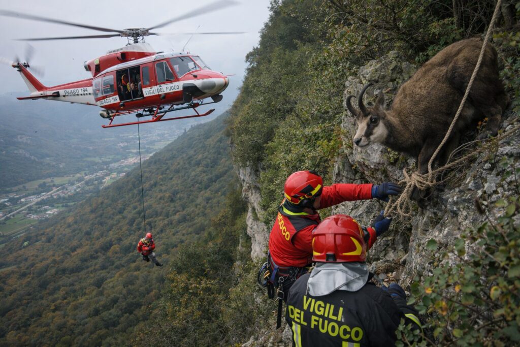 Soccorso Camoscio