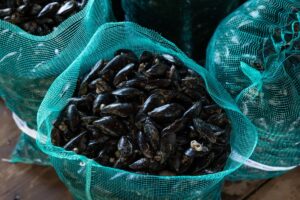 cozze