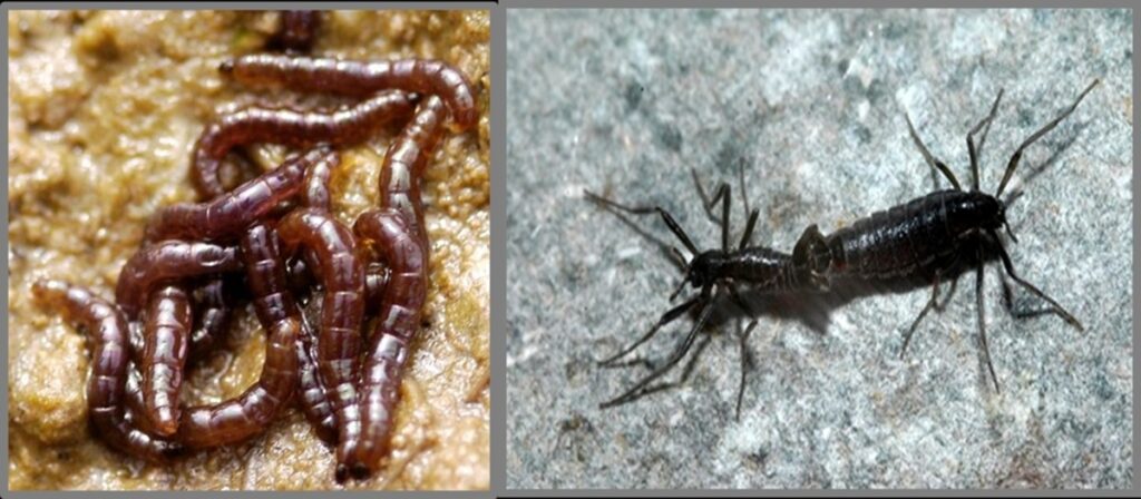 microplastiche insetto belgica antarctica antartide