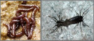 microplastiche insetto belgica antarctica antartide