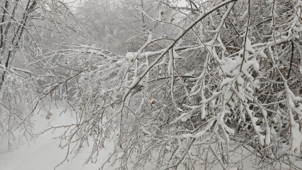 neve liguria