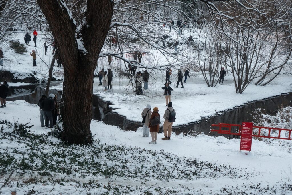 neve new york