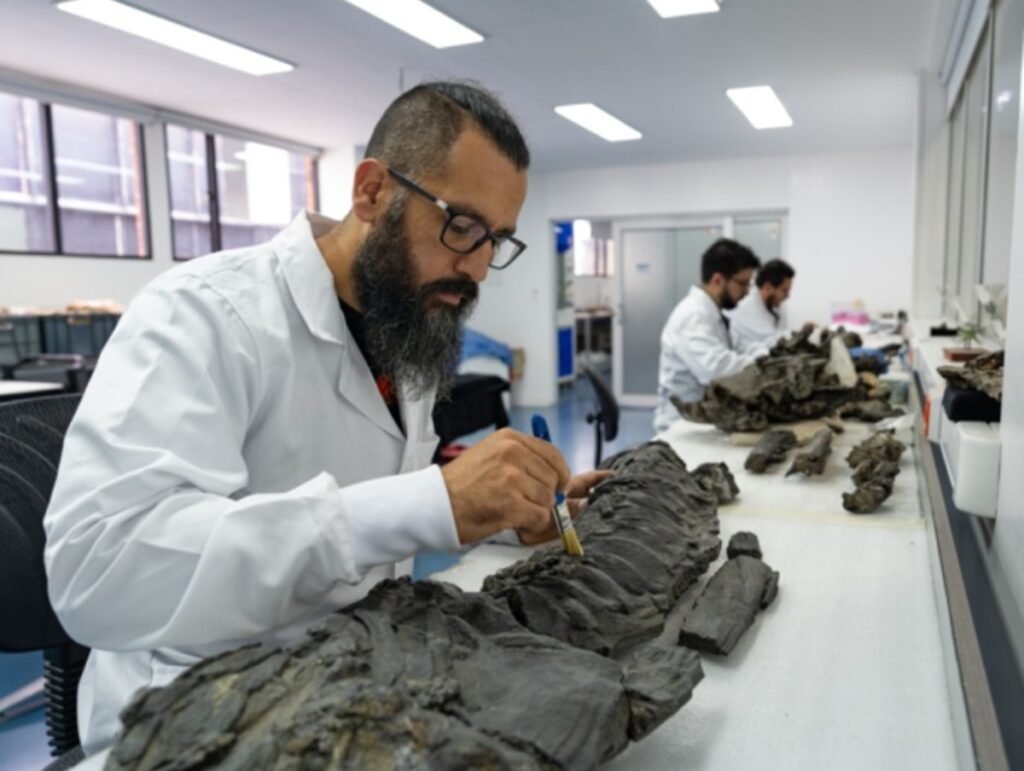 rettili marini cretaceo colombia