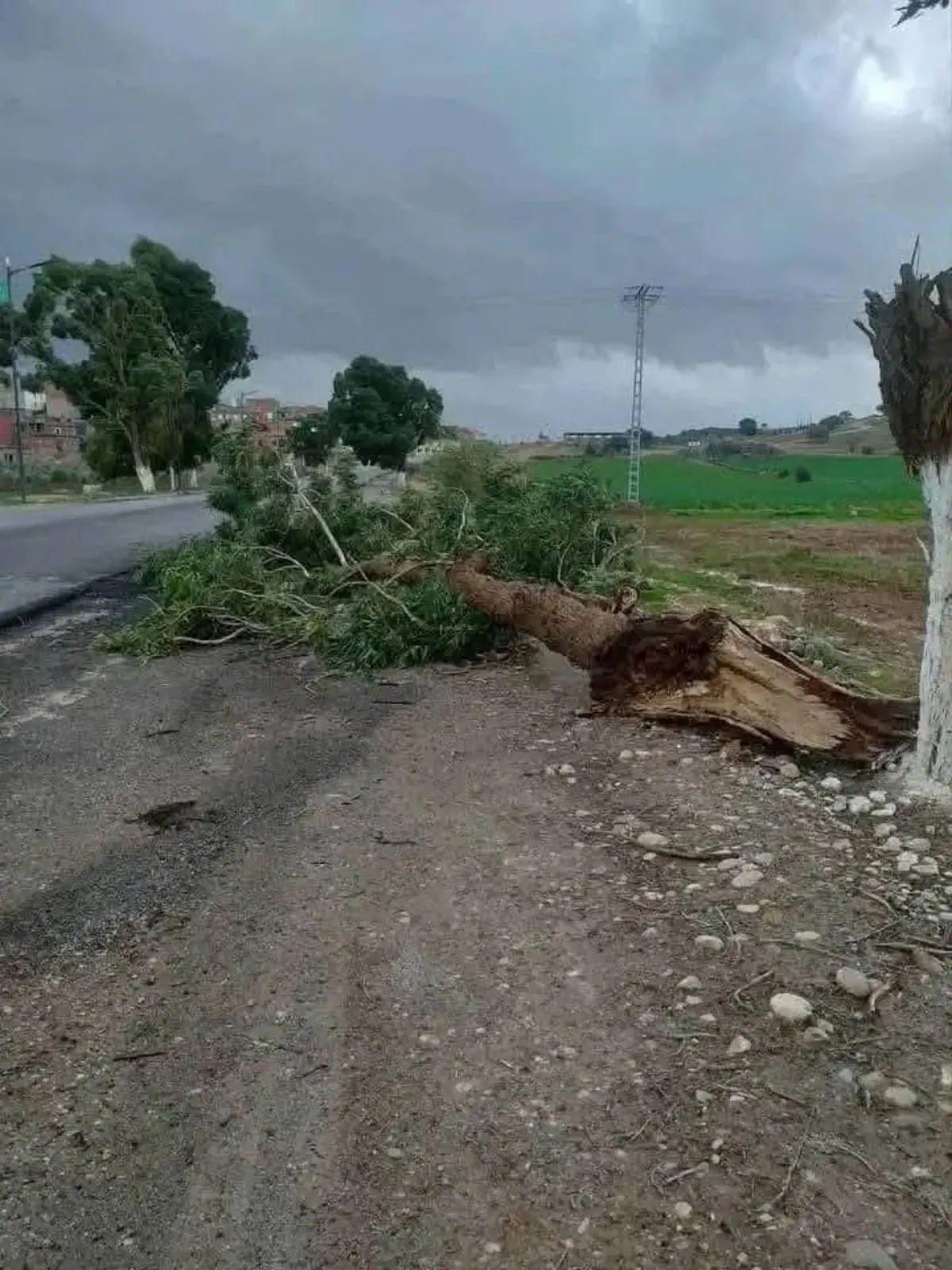 Maltempo Algeria 28 gennaio 