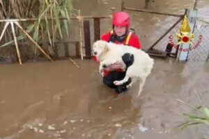 Maltempo Sardegna cani