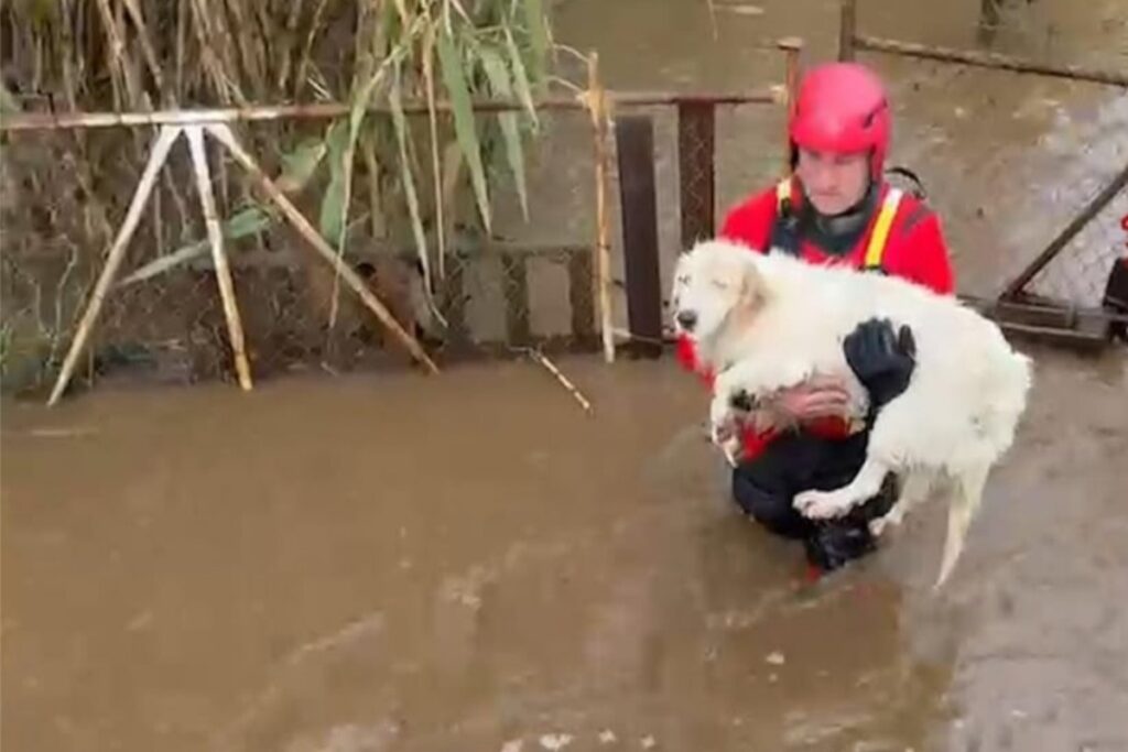 Maltempo Sardegna salvataggio 9 cani
