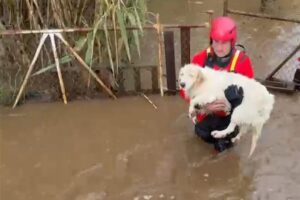 Maltempo Sardegna salvataggio 9 cani