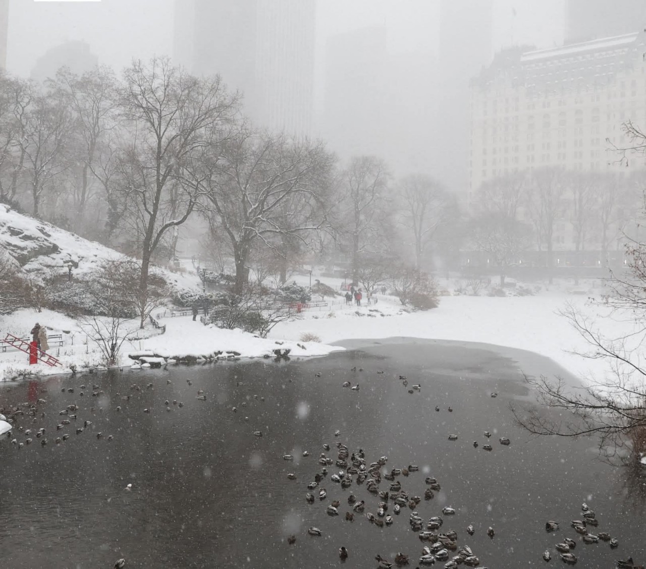 Neve Central Park 