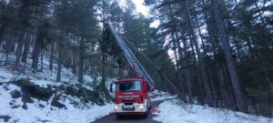 albero crollato sila