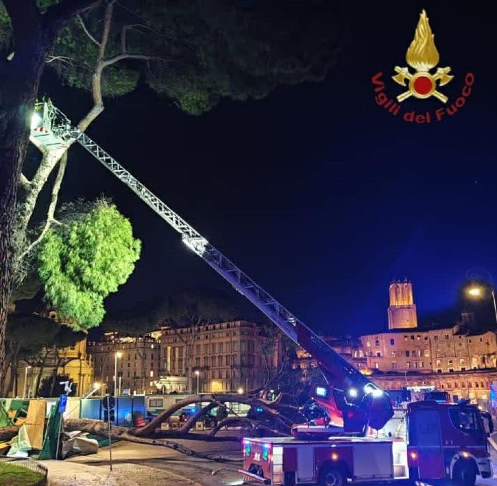 albero fori imperiali roma