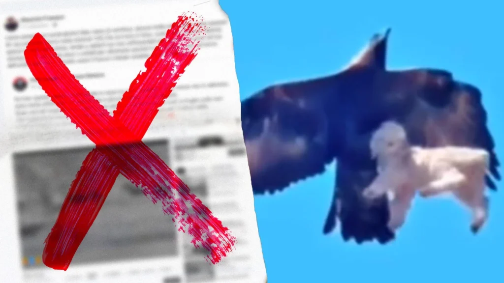 aquila rapisce barboncino