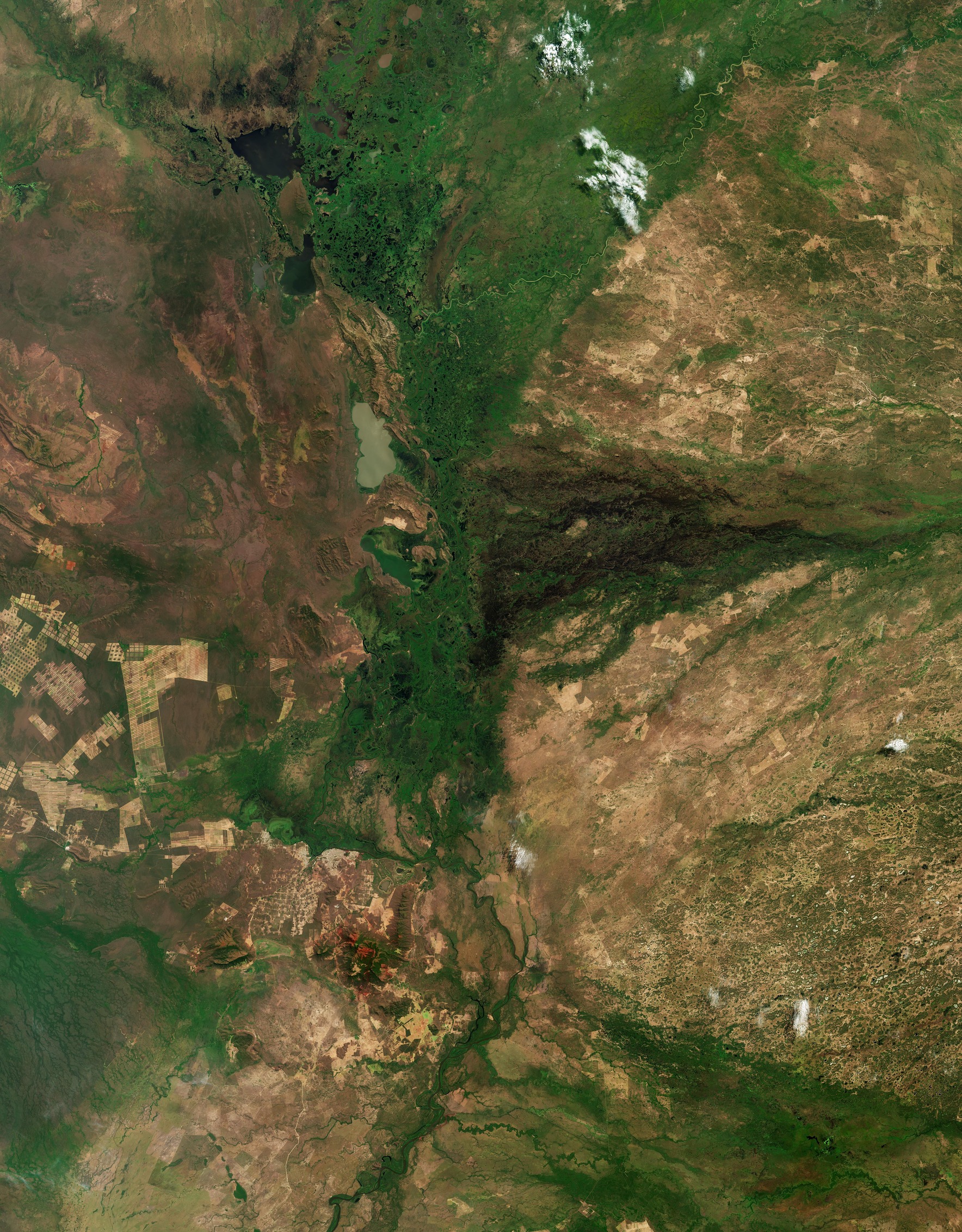 brasile pantanal