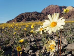 fioritura deserto death valley