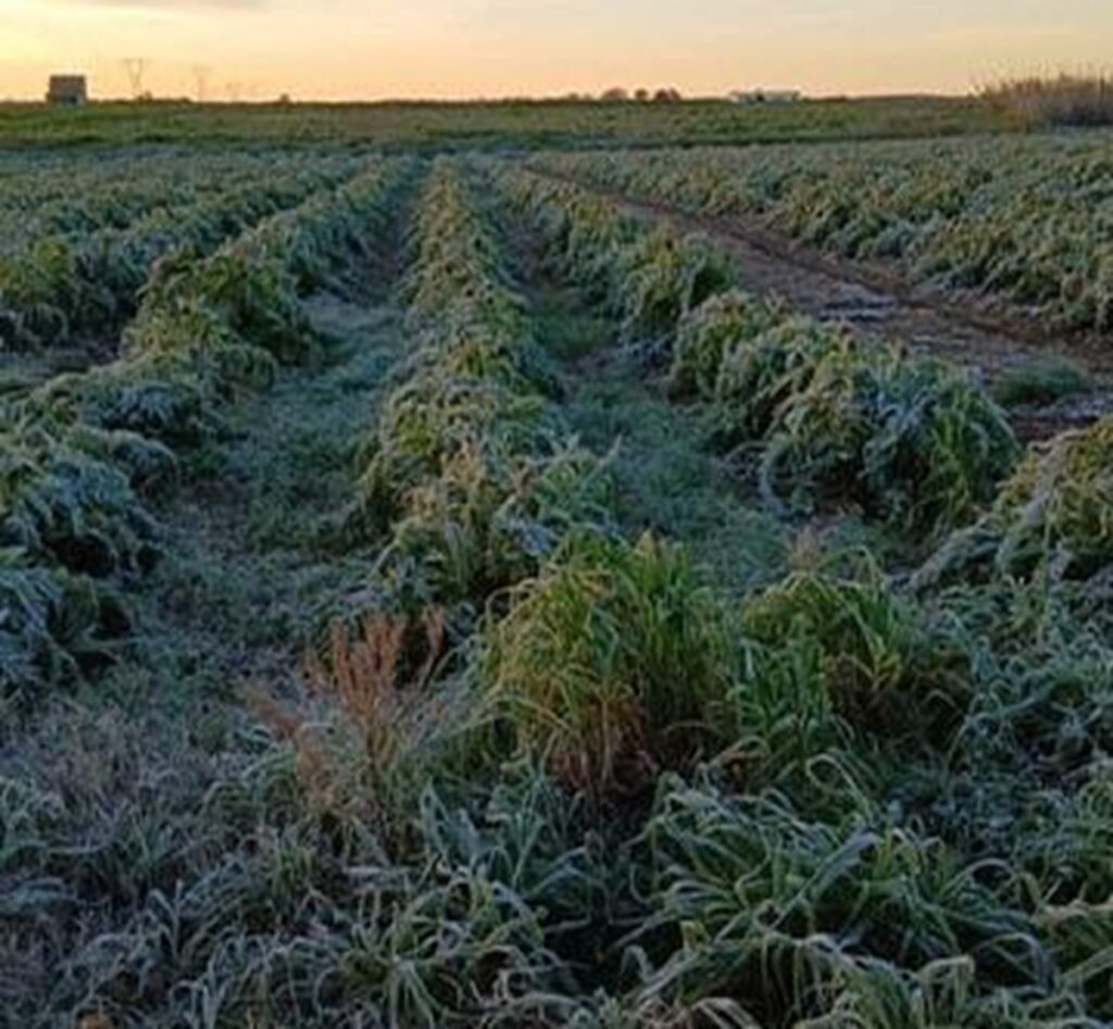 gelate agricoltura