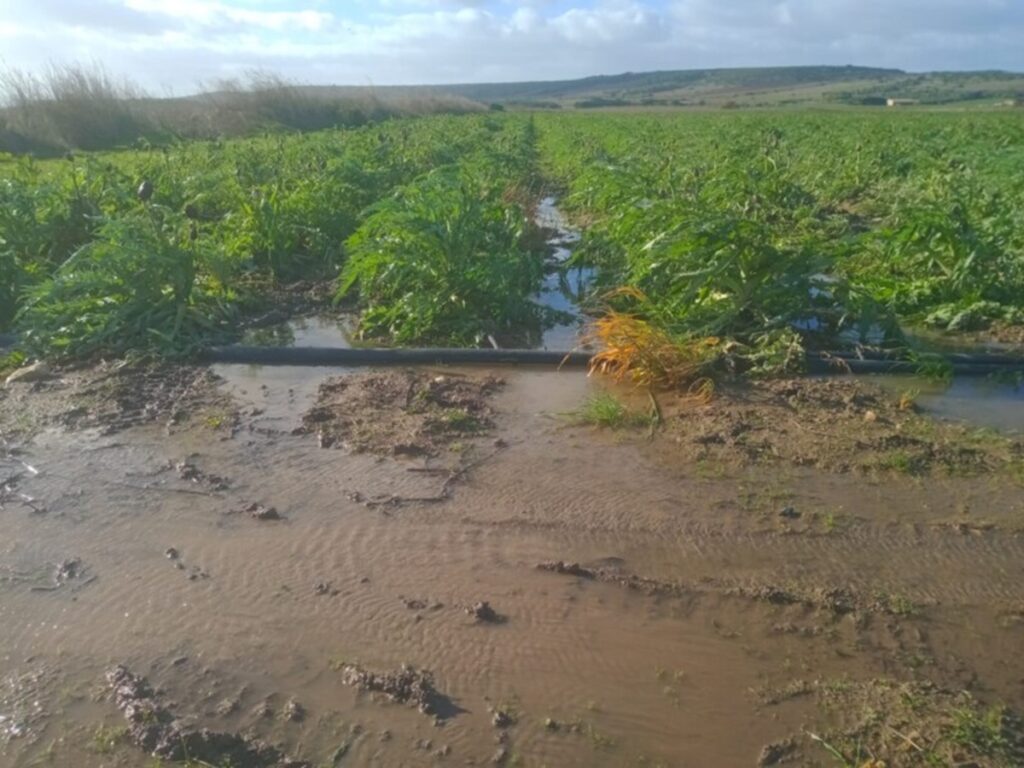 maltempo agricoltura