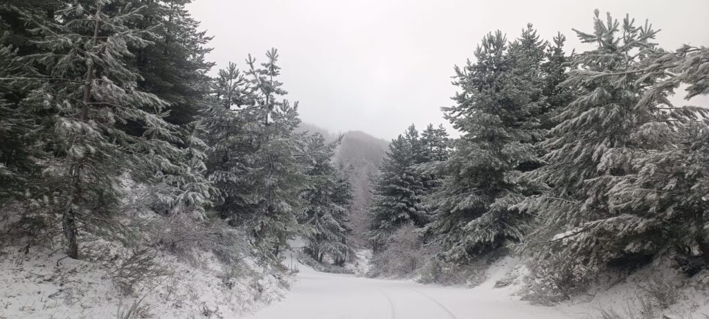 neve sila