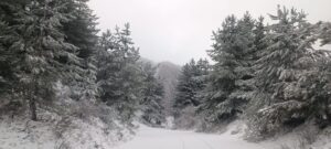 neve sila