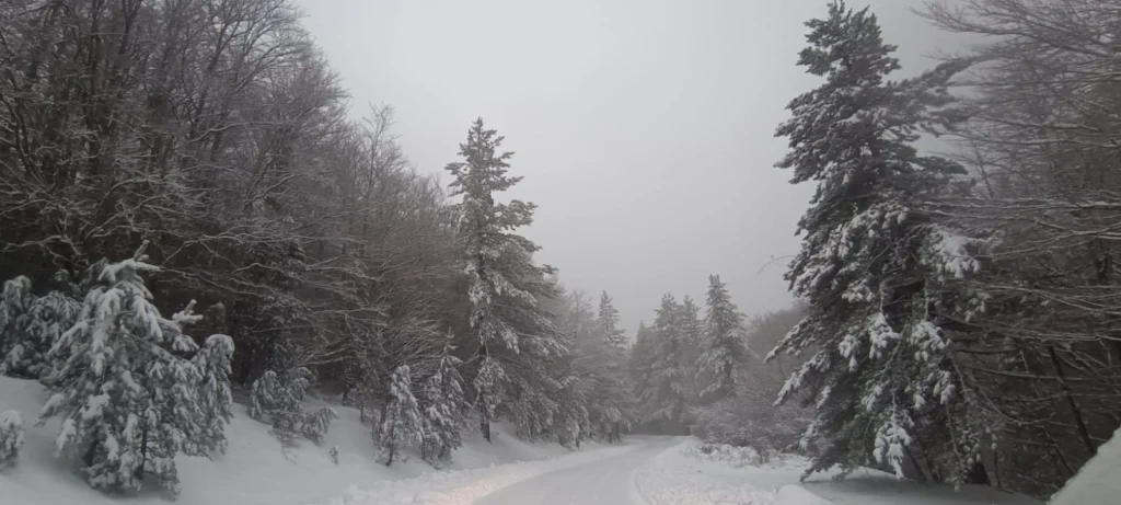 neve sila 20 gennaio 2026