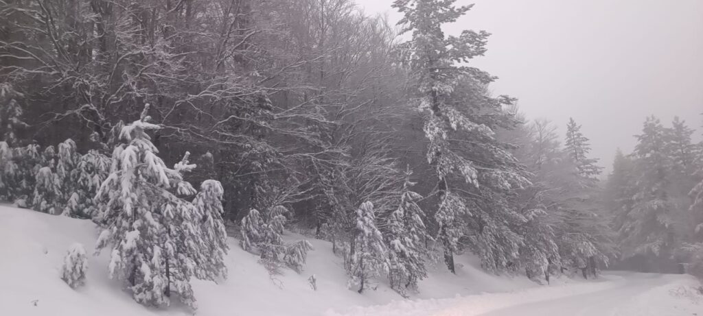 neve sila 20 gennaio 2026