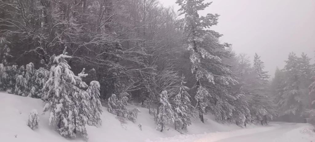 neve sila 20 gennaio 2026