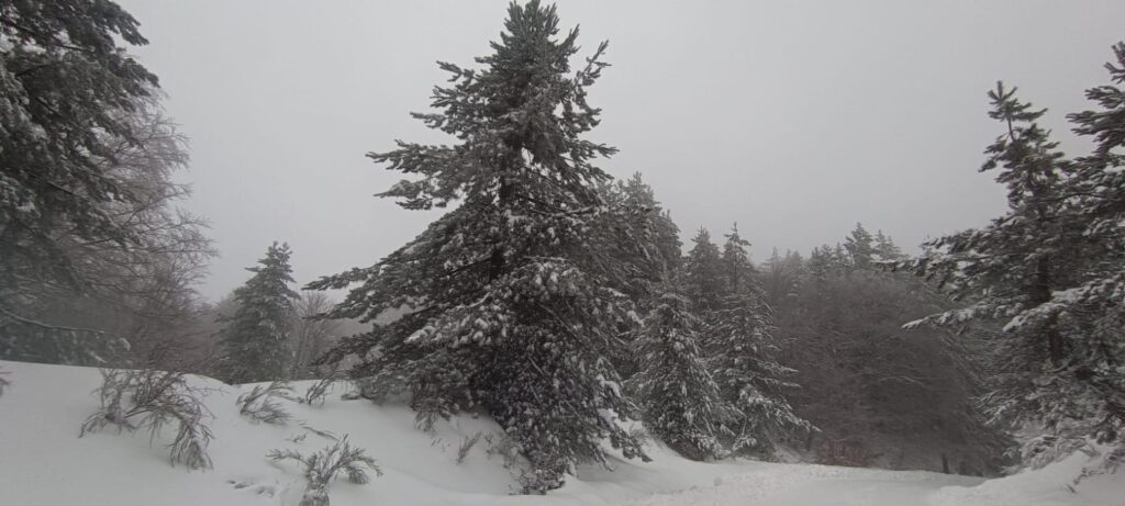 neve sila 20 gennaio 2026