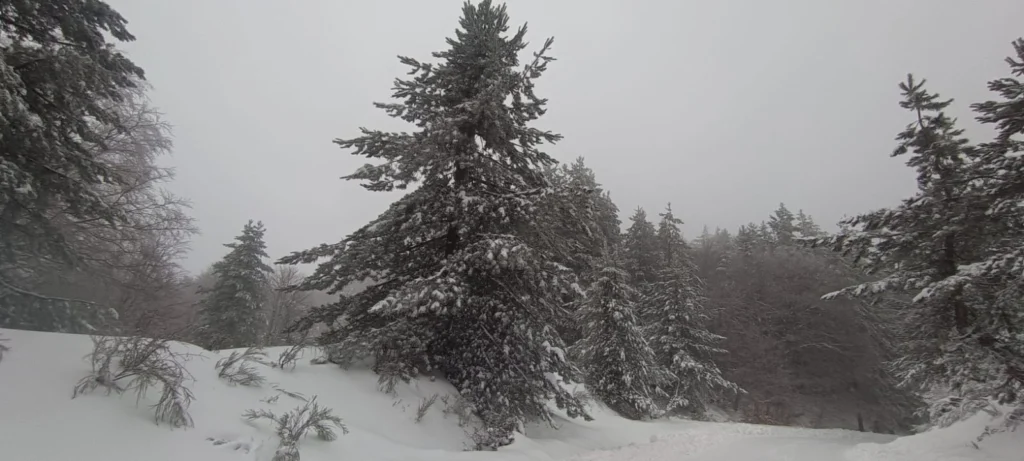 neve sila 20 gennaio 2026