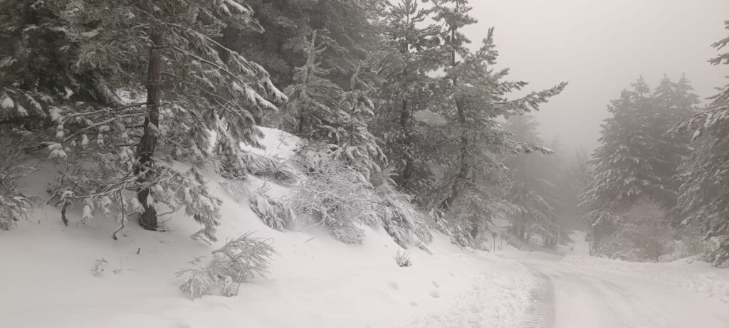 neve sila 20 gennaio 2026