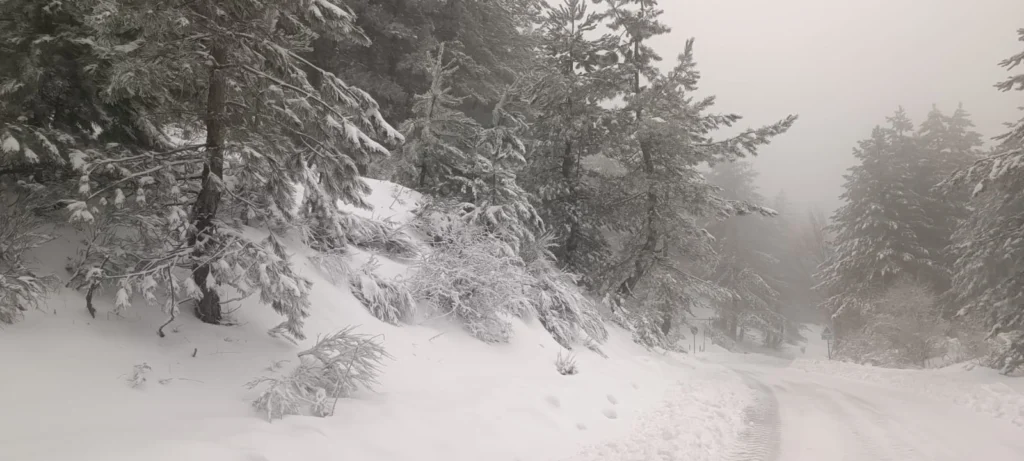 neve sila 20 gennaio 2026