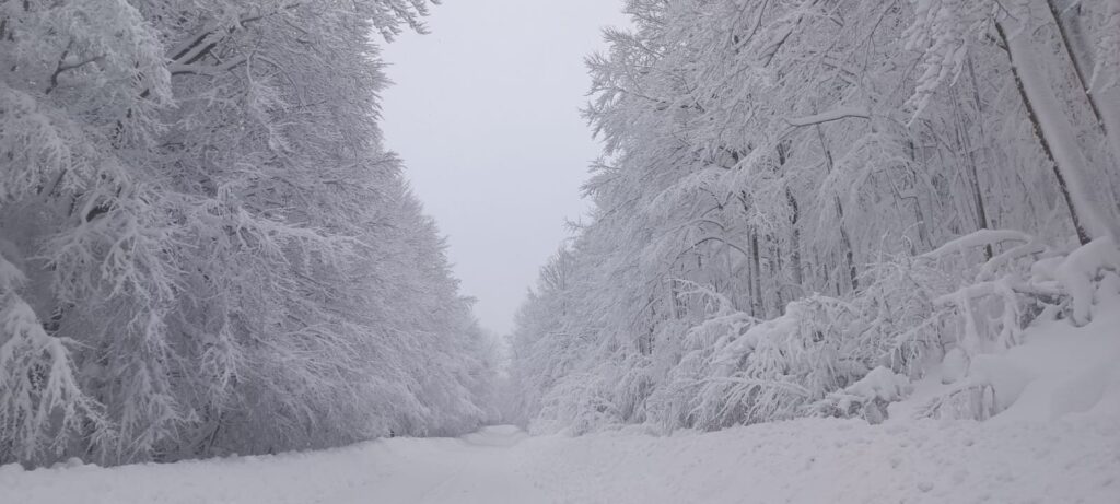 neve sila 21 gennaio 2026