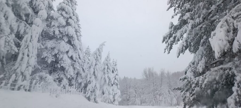 neve sila 21 gennaio 2026
