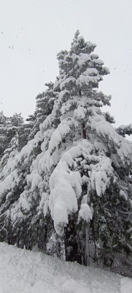 neve sila 21 gennaio 2026