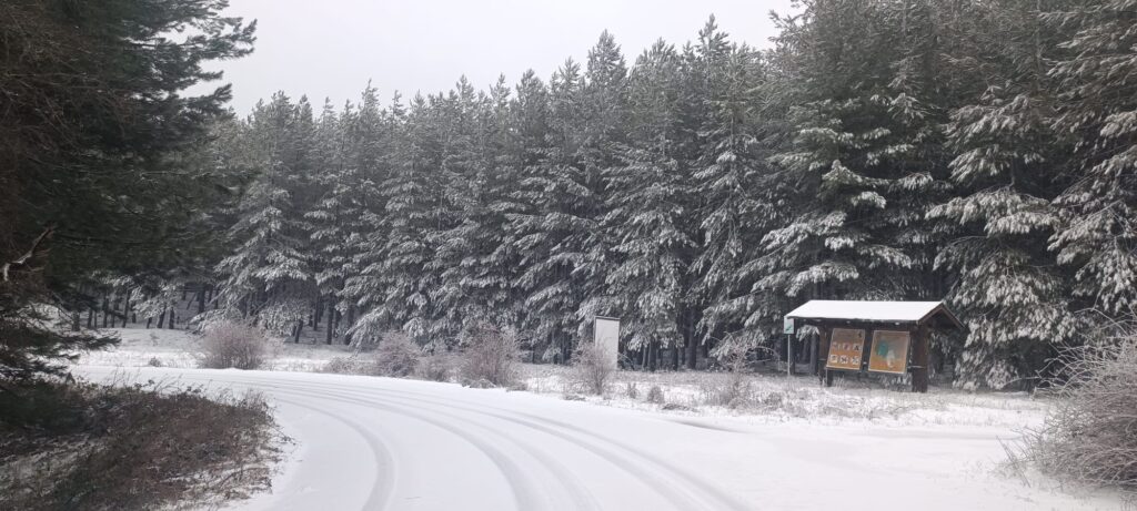 neve sila