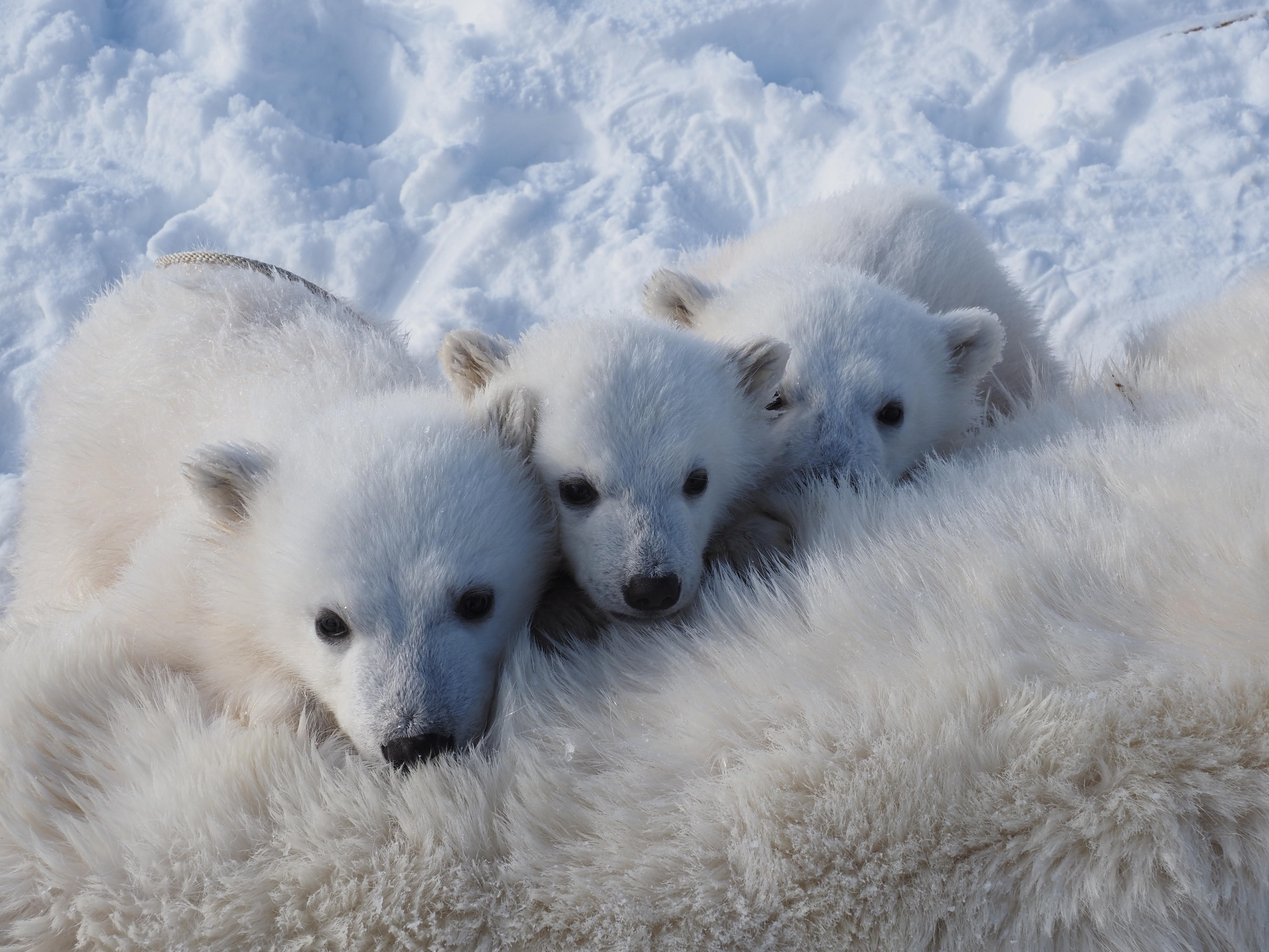 orso polare