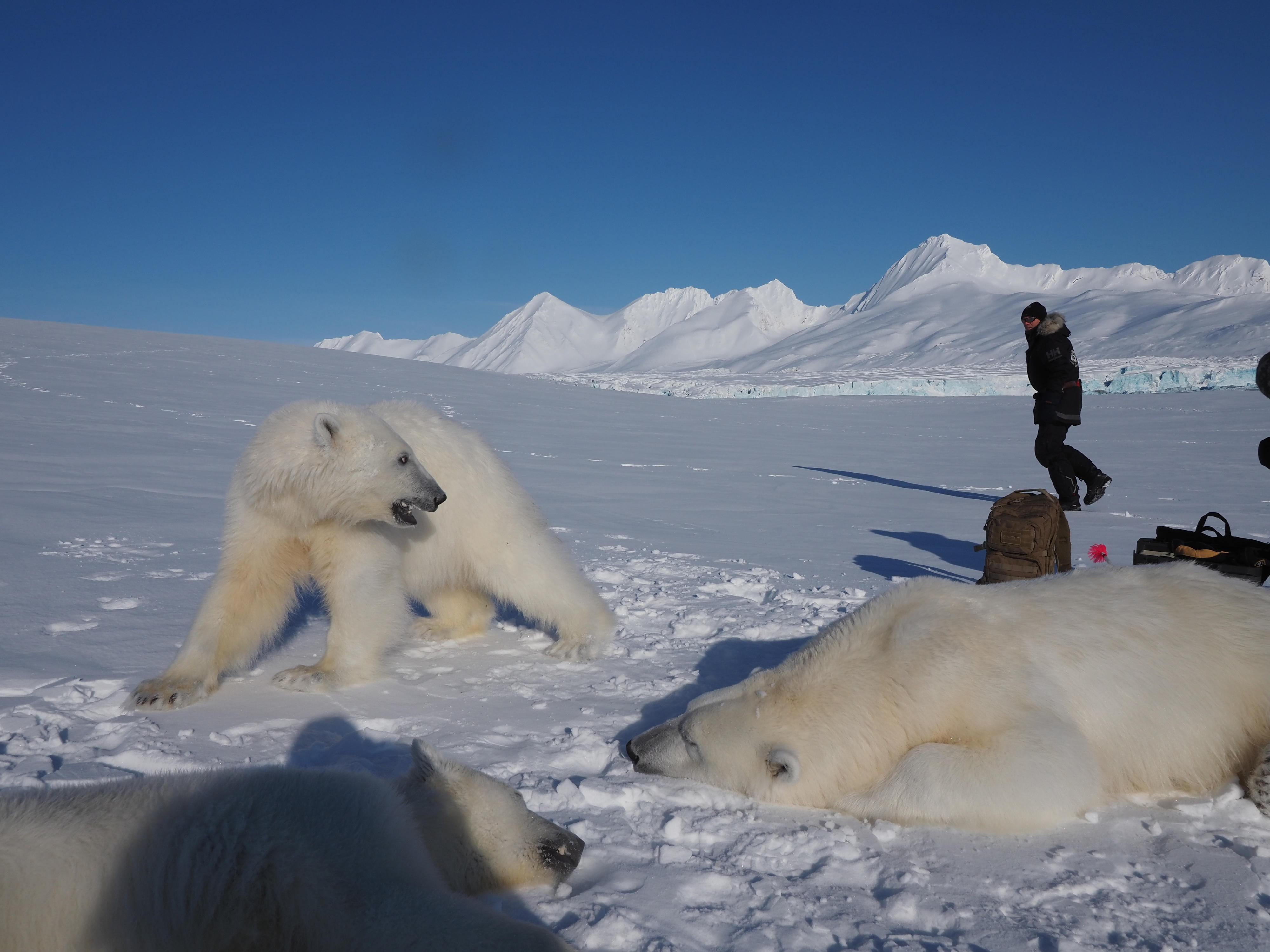 orso polare
