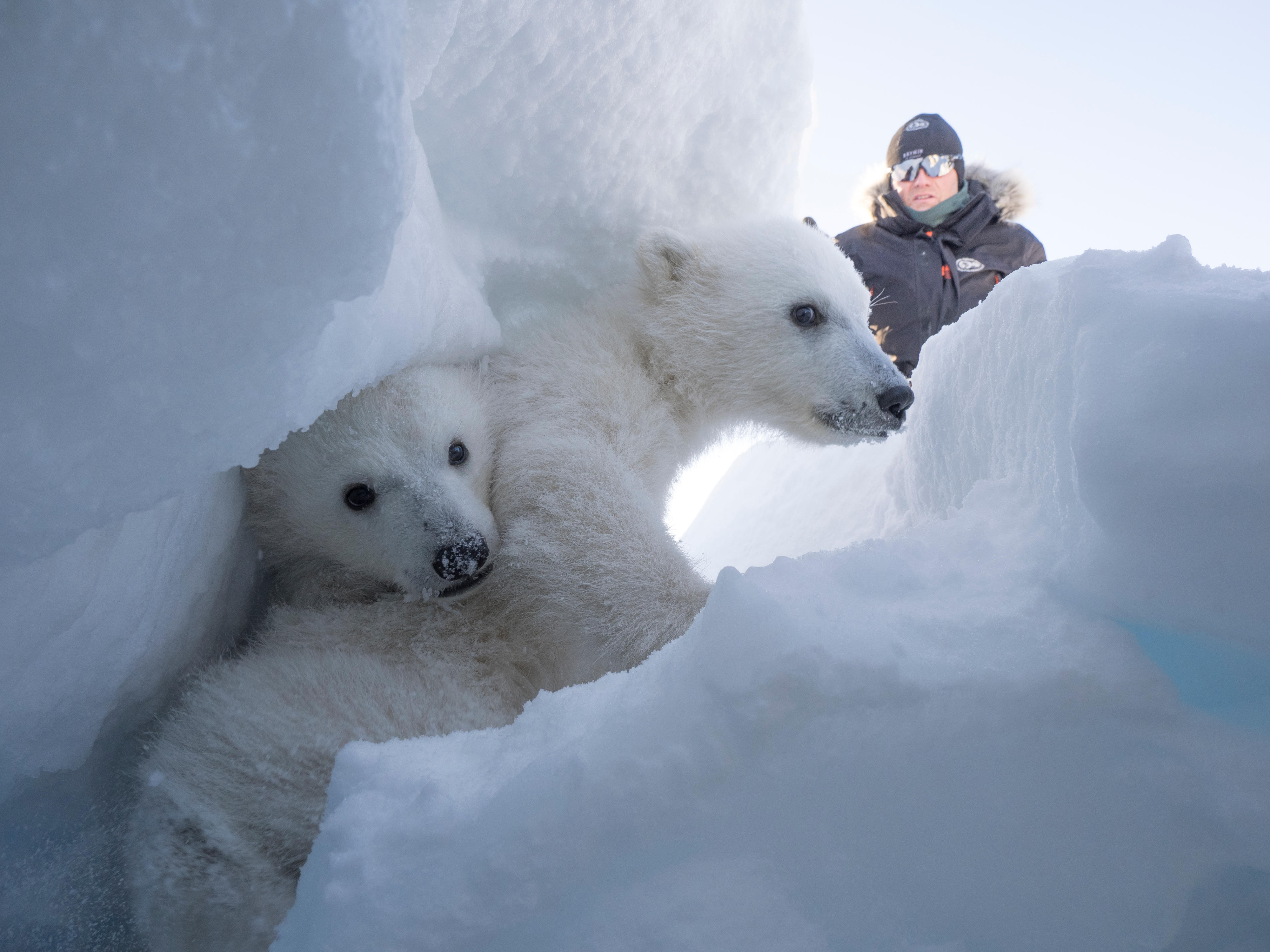 orso polare