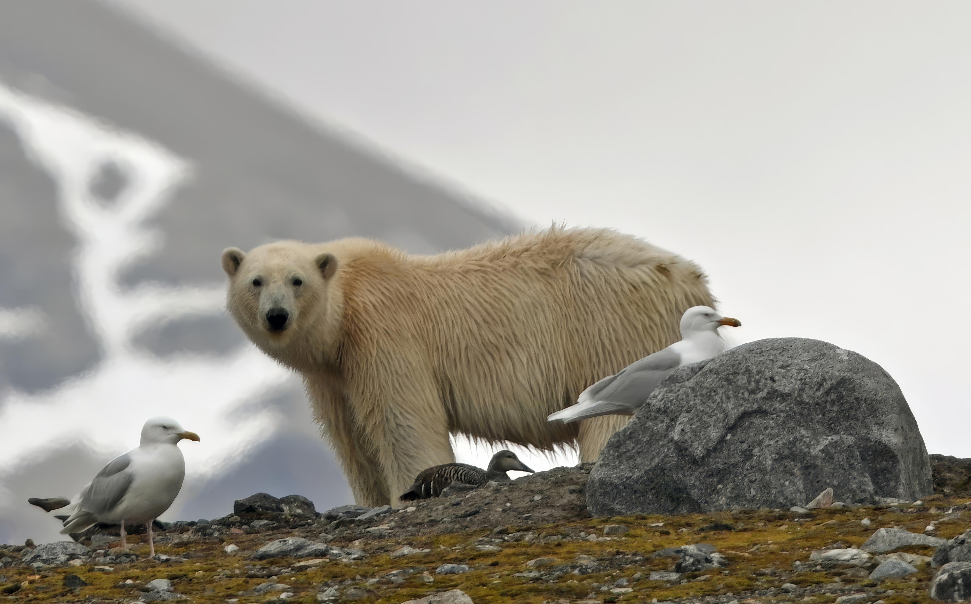 orso polare