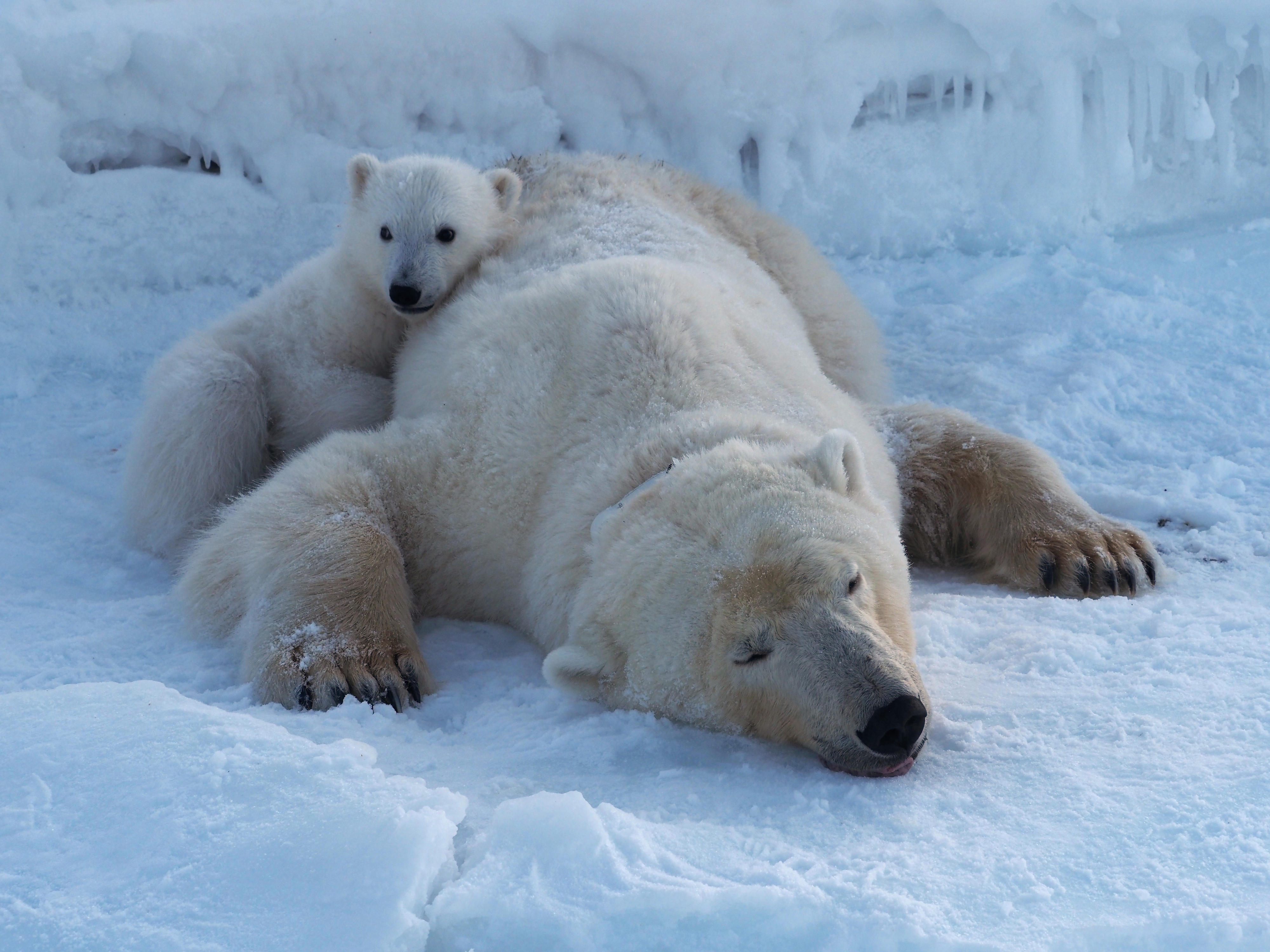 orso polare