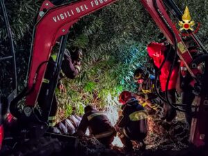 vigili del fuoco cuccioli cosenza