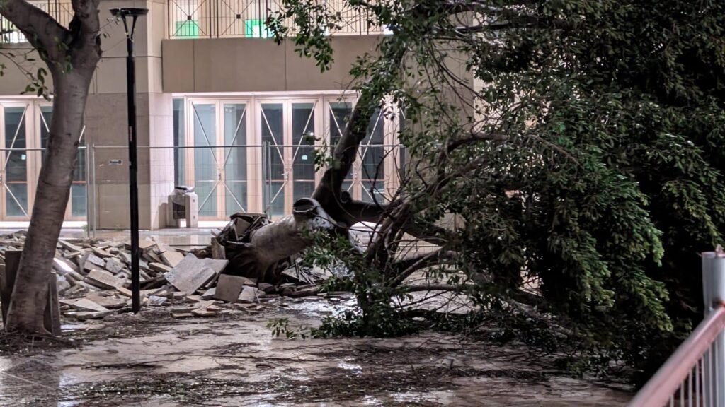 Albero Cedir Reggio Calabria