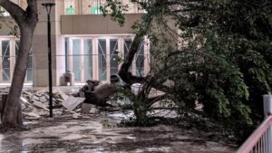 Albero Cedir Reggio Calabria