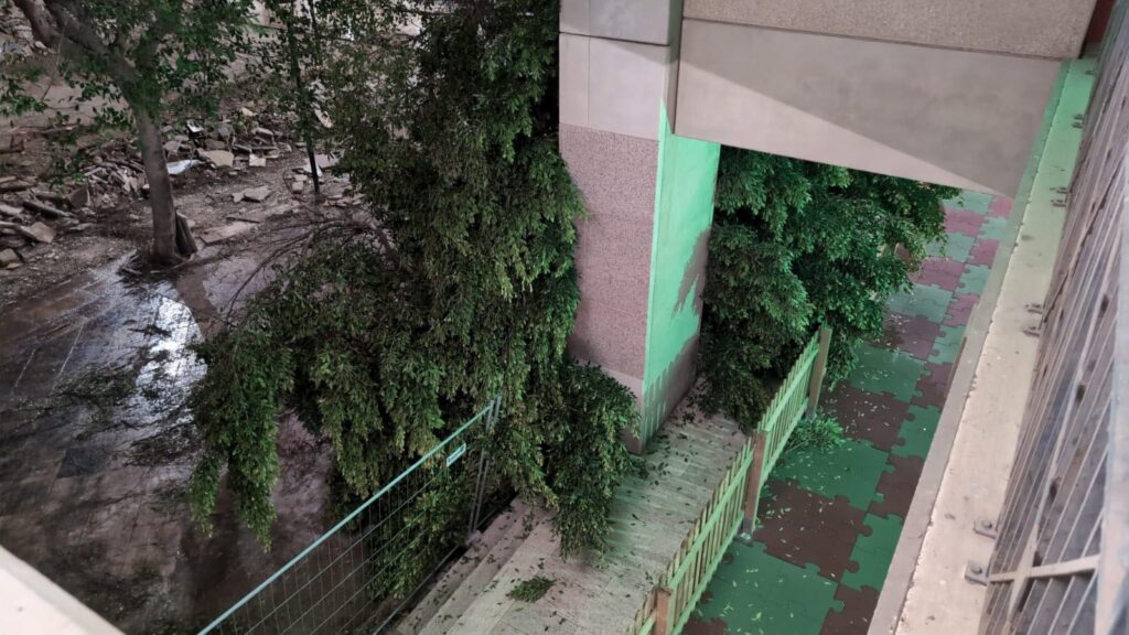 Albero Cedir Reggio Calabria