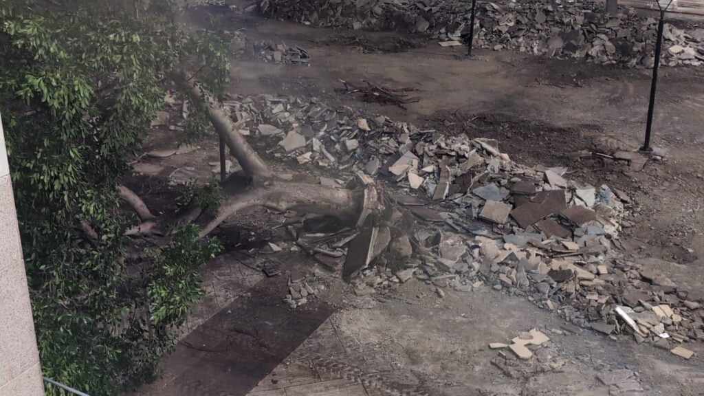 Albero Cedir Reggio Calabria