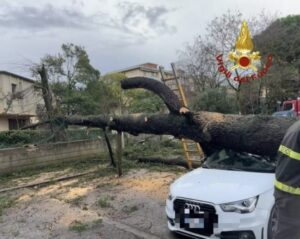 Albero Scandicci