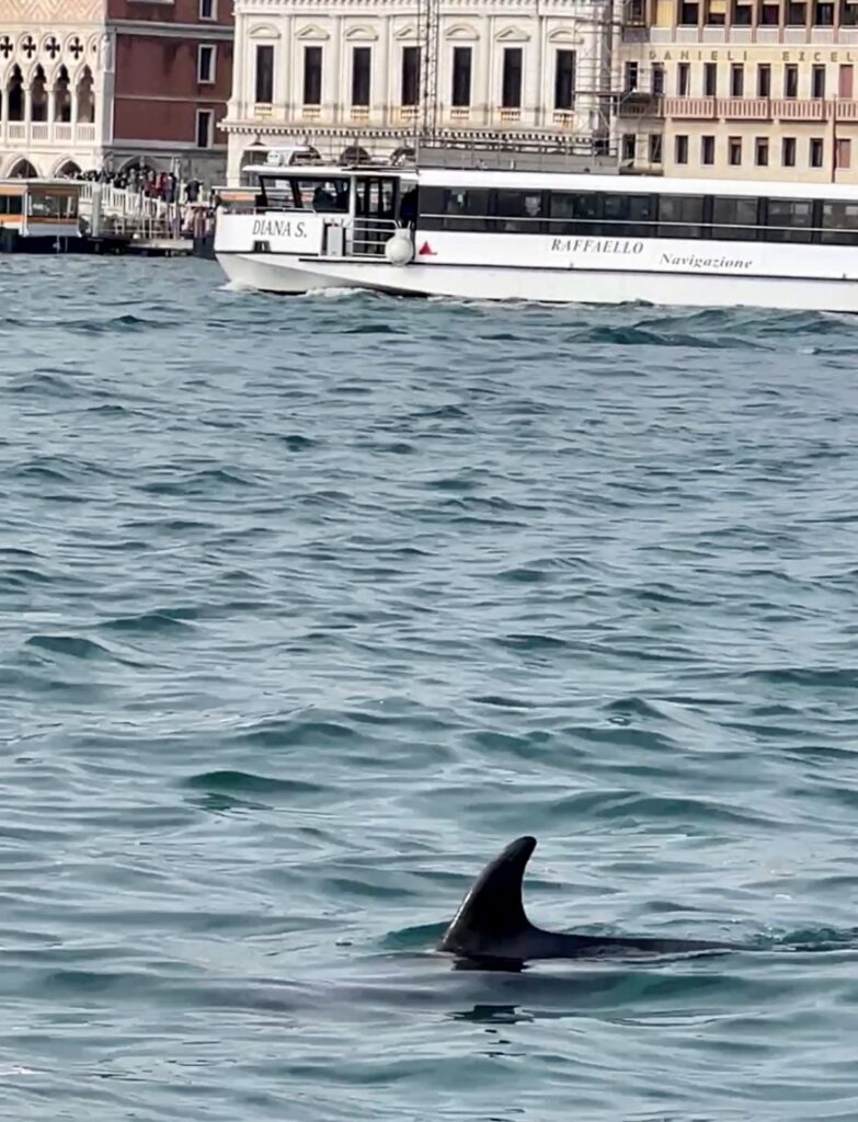 Delfino Venezia
